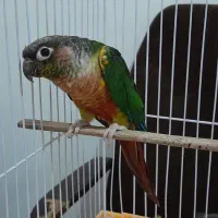 طوطی گرینچیک