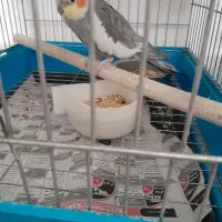 عروس هلندی ۳ساله ۱۰کلمه حرف میزنه