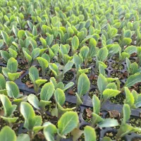 نشاگل کلم|گل و گیاه طبیعی|ساوه, |دیوار