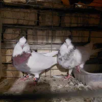 یه جفت طوقی