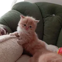 پرشین|گربه|مشهد, سعد آباد|دیوار