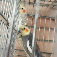 جفت عروس هلندی