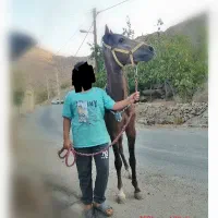 اسب آینده دار