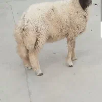 بره قوچی