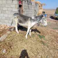 الاغ نر اخته