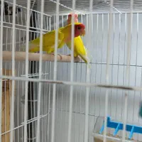 خریدوفروش انواع پرنده وکبوتروقفس ولوازم ودان ودارو|پرنده|آمل, |دیوار