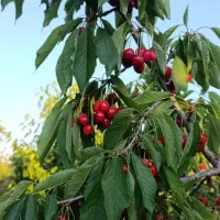 گیلاس تکدانه درجه یک