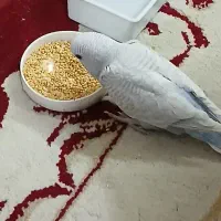 جوجه مرغ عشق|پرنده|مشهد, رضاییه|دیوار