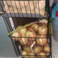 سبد|ظروف نگهدارنده، پلاستیکی، یک‌بارمصرف|مشهد, توس (بلوار توس)|دیوار