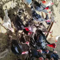 بغلمون نر و مادر و جوجه بغلمون|حیوانات مزرعه|اسحاق آباد, |دیوار