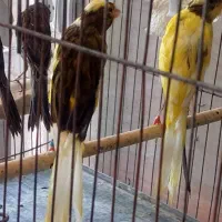 یه جفت قناری رسمی بلند