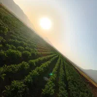 سیب زمینی بذری|حراج|چادگان, |دیوار