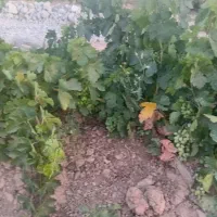 ابغوره طبیعی|خوردنی و آشامیدنی|مشهد, عبادی|دیوار
