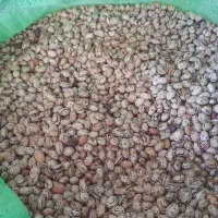 لوبیا چیتی ۶ماهه ارگانیک .