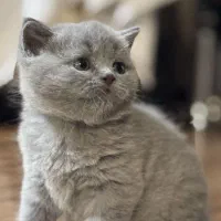 بریتیش و اسکاتیش های( اصیل و استثنایی )|گربه|تبریز, |دیوار