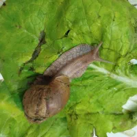 حلزون مولد|خزنده|شیراز, مسلم|دیوار