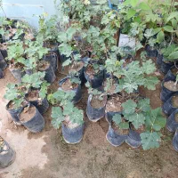 نهال انجیر استهبان|گل و گیاه طبیعی|شیراز, دشت چنار|دیوار