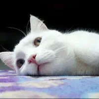 گربه میکس اسکاتیش پرشین(فوری)