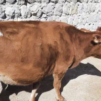 گاو آبستن دو رگ|حیوانات مزرعه|اندیمشک, |دیوار