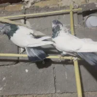 کفتر کله دمسبز فوق درشت نوک ریز|پرنده|ساوه, |دیوار