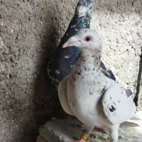 نر پلاکی فروشی