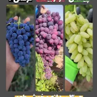 ارقام نهال انگور مستقیم از تولید کننده پاشاپور