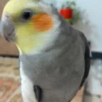 عروس هلندی نر سخنگو