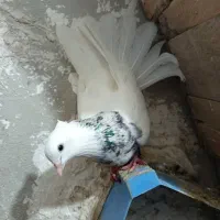پرنده|پرنده|مسجد سلیمان, |دیوار