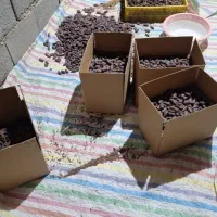 خرمای خشک بلوچستان|خوردنی و آشامیدنی|سیب و سوران, |دیوار