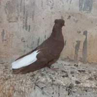 چند تا رنگی ماده