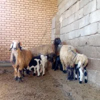 سلام سه عدد میش بره