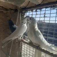کبوترپرشی نر|پرنده|قم, کیوانفر|دیوار
