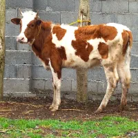 گاو ماده .. لیشه چالوسی