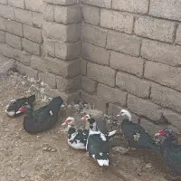 غاز و اردک روسی|حیوانات مزرعه|خوی, |دیوار