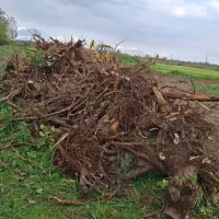 فروش ریشه درخت