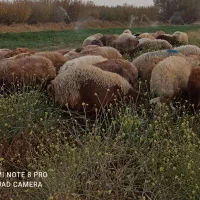 ۵۵راس میش آبستن گوسفندبره قوچ میش بره داردوقلو جمل|حیوانات مزرعه|شیروان (خراسان), |دیوار