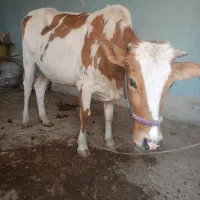 گاو جرسی حامله 7 ماهه