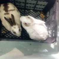 خرگوش