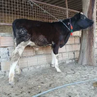 گوساله هلشتاین نر جنس صنعتی کور 4ماهه ازگاو