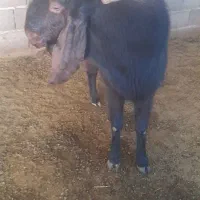 فروش یک راس دوبر