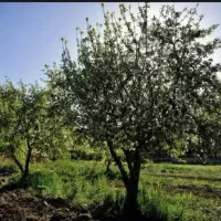 فروش-زمین-دیم