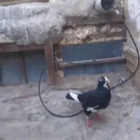 پلنگ|حیوانات|کرمان, |دیوار