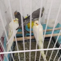 2 جفت عروس هلندی