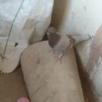 کبوتر