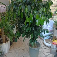 گل درخچه بنجامین بلک وسبز بارتفاع یک ونیم متربه|گل و گیاه طبیعی|تبریز, |دیوار