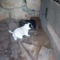 سگ پاه کوتاه|سگ|بجنورد, |دیوار