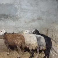 میش قزل افشار