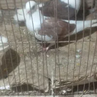 کبوتر