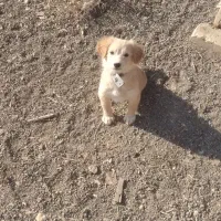 واگذاری سگ پاکوتاه