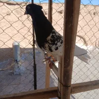 کله سیاه نر|پرنده|الوند, |دیوار